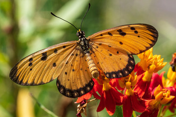 Fototapeta na wymiar Tawny Coster butterfly resting on the plant