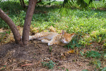 Homeless cat, red and white cat sleeping on the street