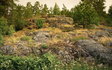 Fototapeta na wymiar Karelian forest landscape