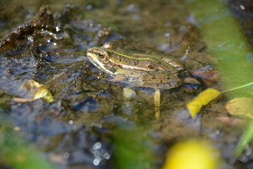 GRENOUILLE AU BORD DE L'ETANG DE SAINT-PAUL-EN-CHABLAIS