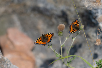 A closeup picture of two colorful small tortoiseshell butterflies on a green plant. Grey blurry background
