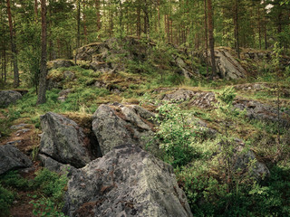 Karelian forest at dusk