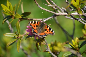 PAPILLON PETITE TORTUE VERS LES CHALETS DE NEUTEU A NOVEL