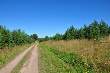 Fototapeta na wymiar a sandy road goes through a field overgrown with fir and pine trees, a blue sky without clouds. Summer. Sunny day. Horizontal photo.