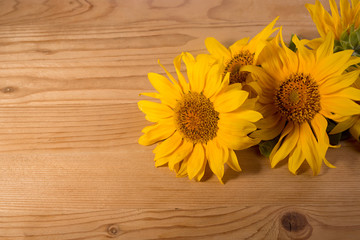 Obraz premium Sunflowers on a wooden rustic table. Bright yellow summer flowers with copy space.