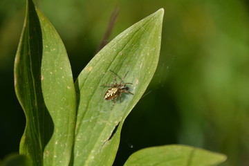 UNE PETITE ARAIGNEE SUR UNE FEUILLE