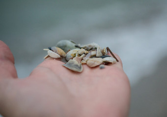 seashells on hand