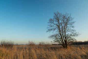 Large tree without leaves and dry grass, view on evening, Lubelskie, Poland