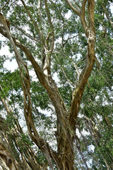 roots of an old banyan tree that lives on the banks of rivers with roots that spread to the ground and are exposed to direct sunlight