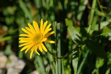Weidenblättriges Ochsenauge oder Rindsauge