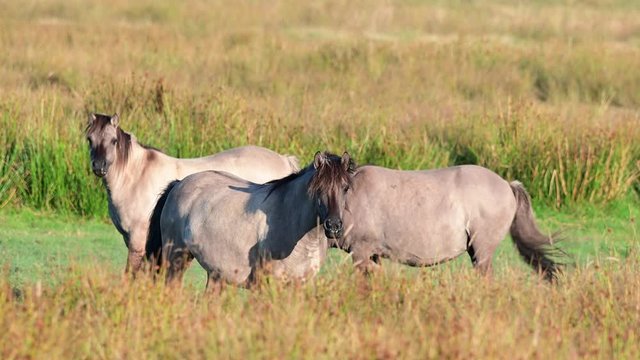 Eurasian wild horses, tarpans are grazing on the meadow in a nature reserve, summer, north germany, (equus ferus)