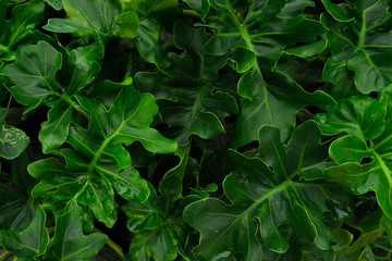 Creative layout, tropical rainforest foliage plants fern bushes dark green leaves. Abstract natural spring green leaf wallpaper pattern texture background. Empty free space. Top view nature concept.