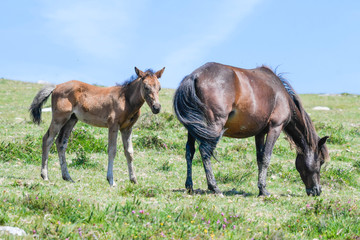 Mare with her foal in high altitude pasture