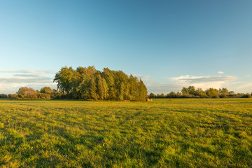 A group of trees in a green meadow, a sunny October evening