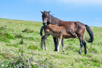 Mare with her foal in high altitude pasture