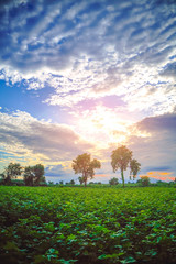 Row of growing green Cotton field in India.