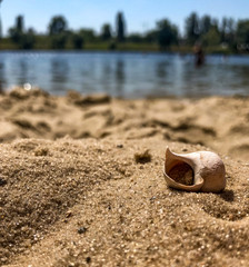 shell on the beach