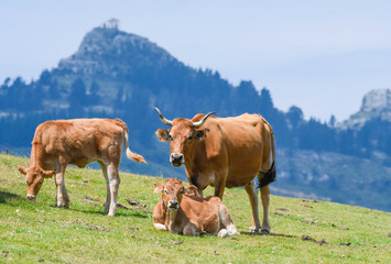 Cows grazing with the hermitage of Las Nieves in the background