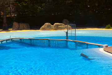 Transparent water in the pool with a dolphin . Tropical swimming pool