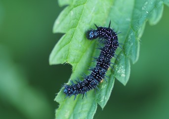 Schmetterling - die Raupe eines Tagpfauenauges frisst ein Brennesselblatt
