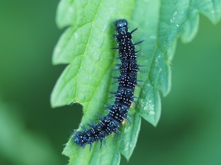 Schmetterling - die Raupe eines Tagpfauenauges frisst ein Brennesselblatt
