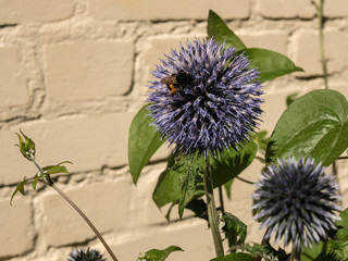 Flower and bee