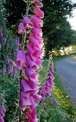 Foxgloves by the roadside on Exmoor , Somerset, UK 