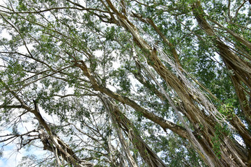 roots of an old banyan tree that lives on the banks of rivers with roots that spread to the ground and are exposed to direct sunlight