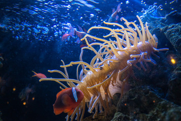 水槽の中に泳ぐハマクマノミとイソギンチャク