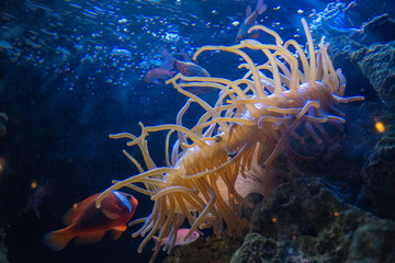 水槽の中に泳ぐハマクマノミとイソギンチャク