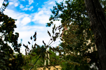 Thin stems of a plant against a cloudy sky