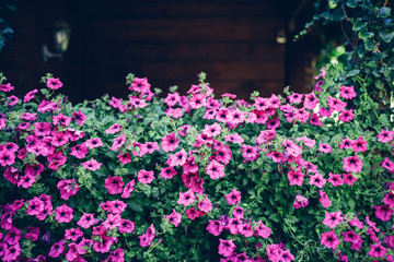 Pink Petunia flowers growing on wooden garden shed