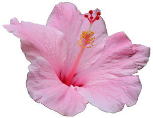 Tiled pink Hibiscus flower duplicated into a nice pattern design
