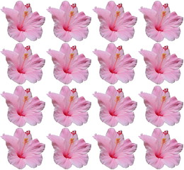 Tiled pink Hibiscus flower duplicated into a nice pattern design