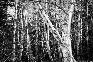 Birch Trees in Winter in Black and White