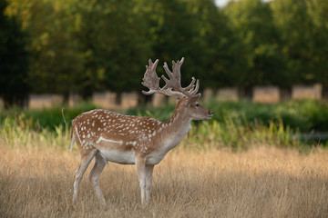 A male fallow deer cooling down in the shade