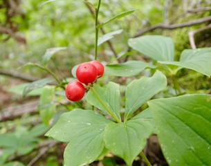 Bunchberry Closeup in the forest