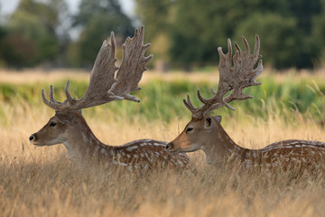 Two male fallow deer cooling down in the shade on a warm day