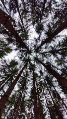 Obraz premium Blick in den Himmel auf Waldlichtung