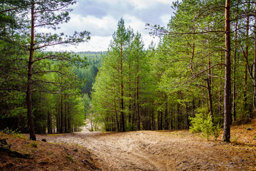 Puszcza Knyszyńska, żwirownia w Ogrodniczkach, Podlasie, Polska
