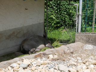 Porc qui dort