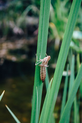 Insecto en una planta.