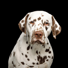 Portrait of Sad Dalmatian Dog Looking on Isolated Black Background