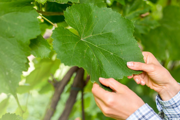 The farmer's hands are holding a grape leaf. Agronomist examines grapes.