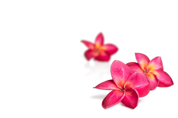 Three pink tropical frangipani or plumrria flower isolated on white background with copy space