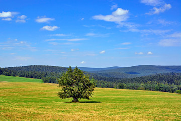 The lonely tree on hill under sunny blue sky with clouds. Lovely mountainous landscape in summer, Low Beskid (Beskid Niski), Poland - obrazy, fototapety, plakaty