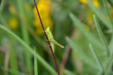 UNE PETITE SAUTERELLE VERTE SUR UNE BRINDILLE