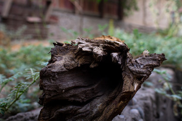 Dry empty old tree in the garden