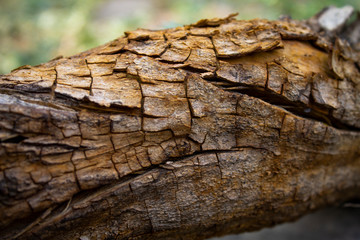 Bark texture of old dry tree