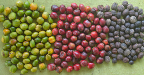 Coffee in various stages like green, ripe and dried